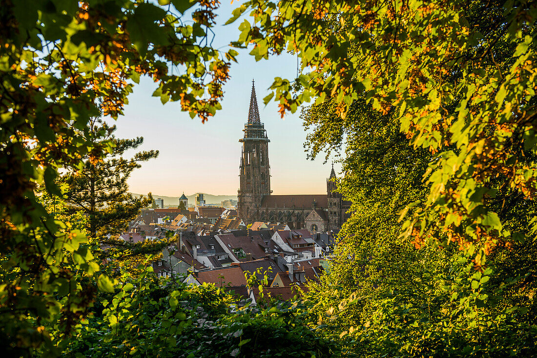 Freiburg Cathedral, sunset, Freiburg im Breisgau, Black Forest, Baden-Wuerttemberg, Germany