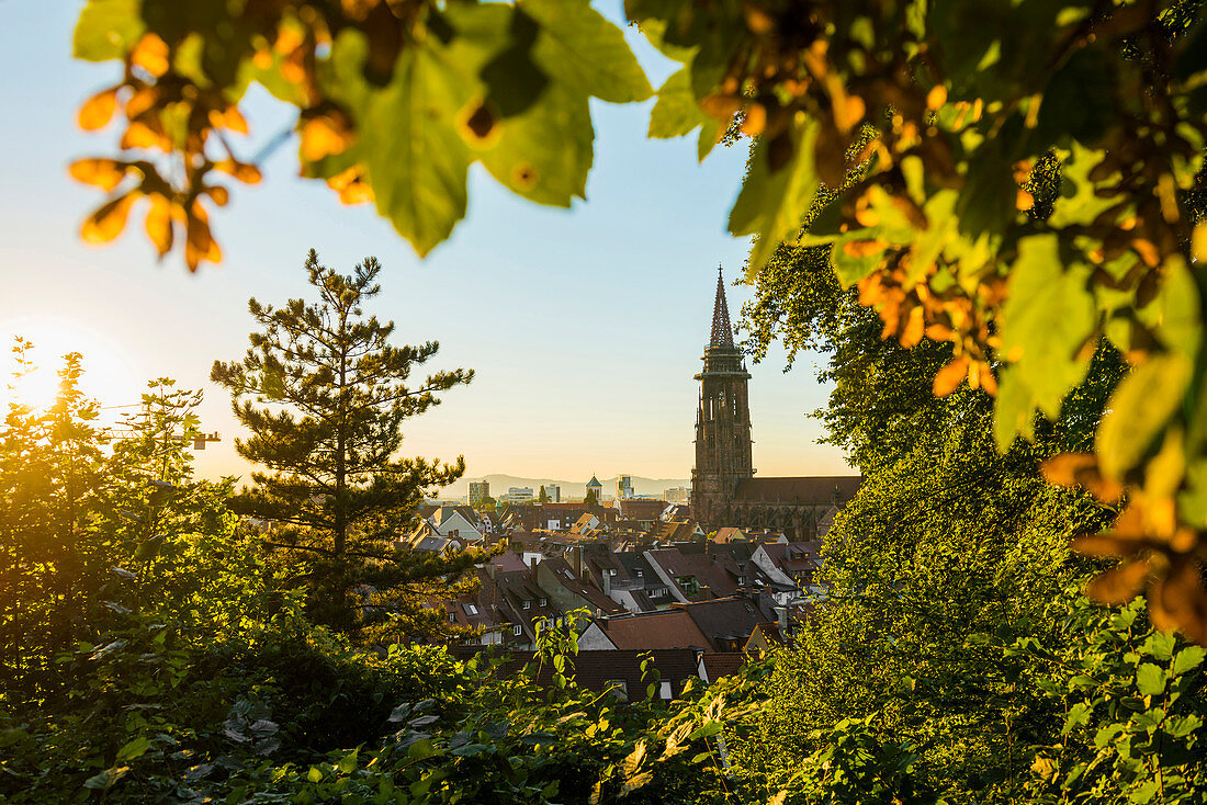 Freiburg Cathedral, sunset, Freiburg im Breisgau, Black Forest, Baden-Wuerttemberg, Germany