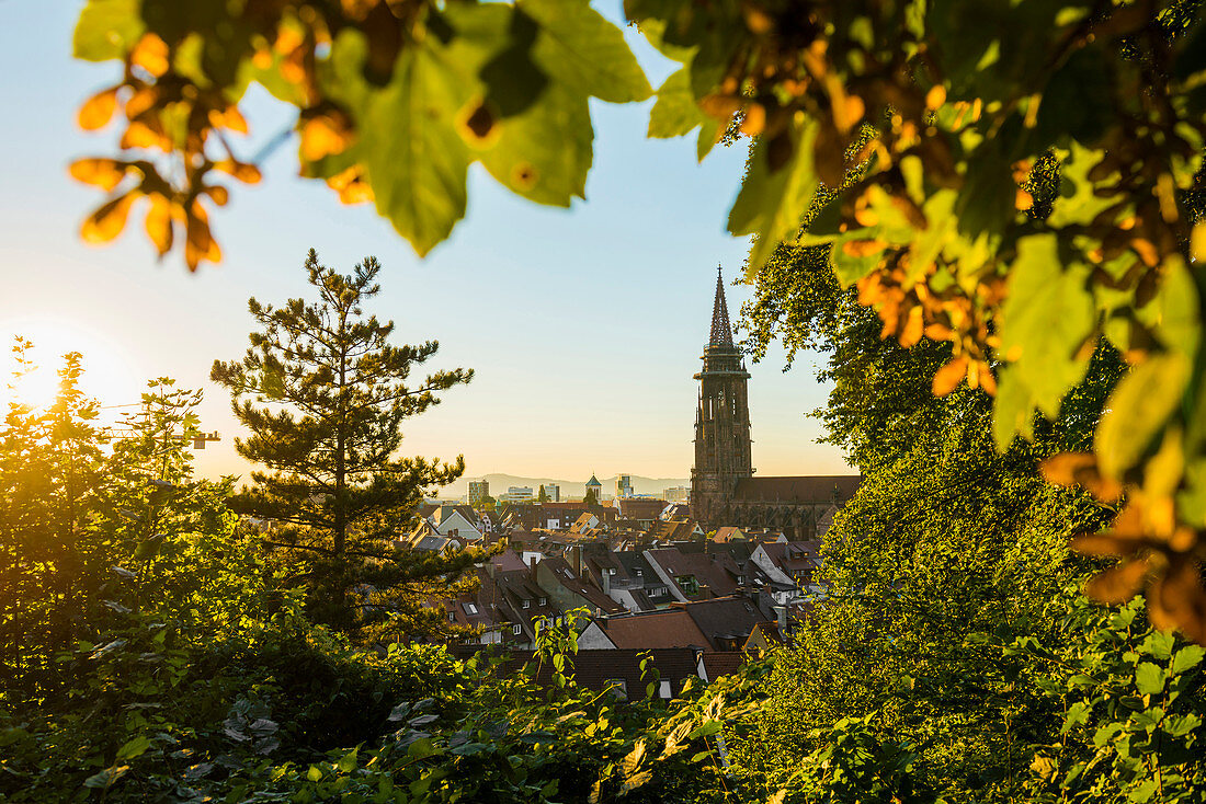 Freiburger Münster, Sonnenuntergang,  Freiburg im Breisgau, Schwarzwald, Baden-Württemberg, Deutschland