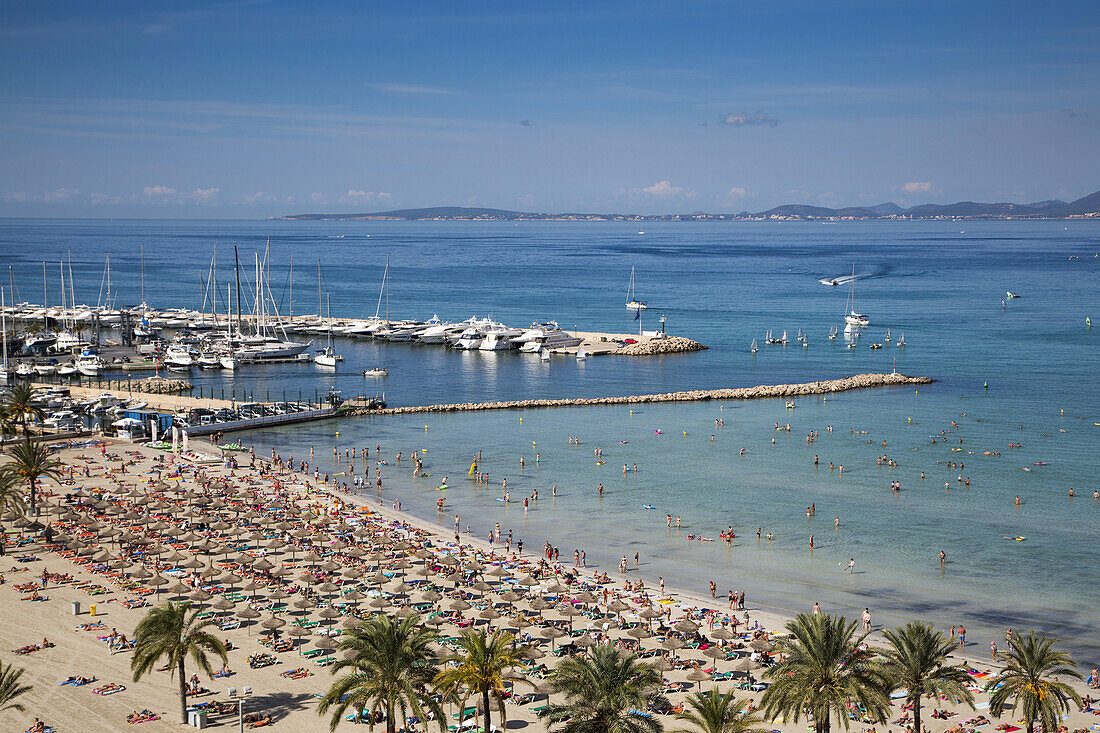 Overhead of palm trees and people on Playa s'Arenal beach with marina, s'Arenal, near Palma, Mallorca, Balearic Islands, Spain