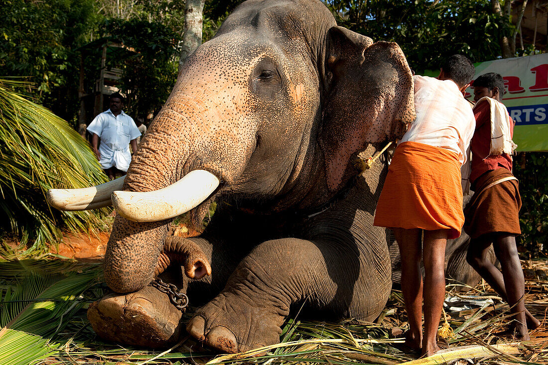 India, Kerala State, Periyar, elephant used for tourist rides