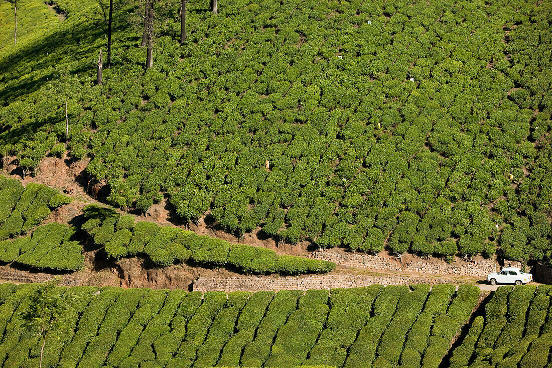 India, Kerala State, Munnar, tea plantations