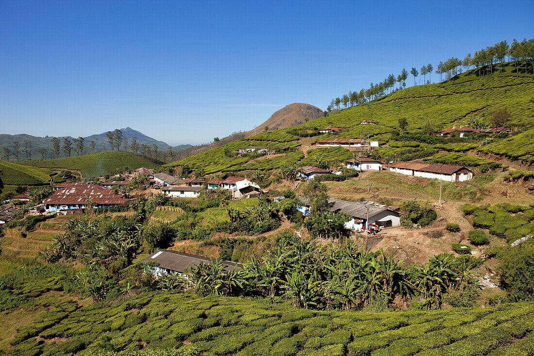 India, Kerala State, Munnar, a village among the tea plantations