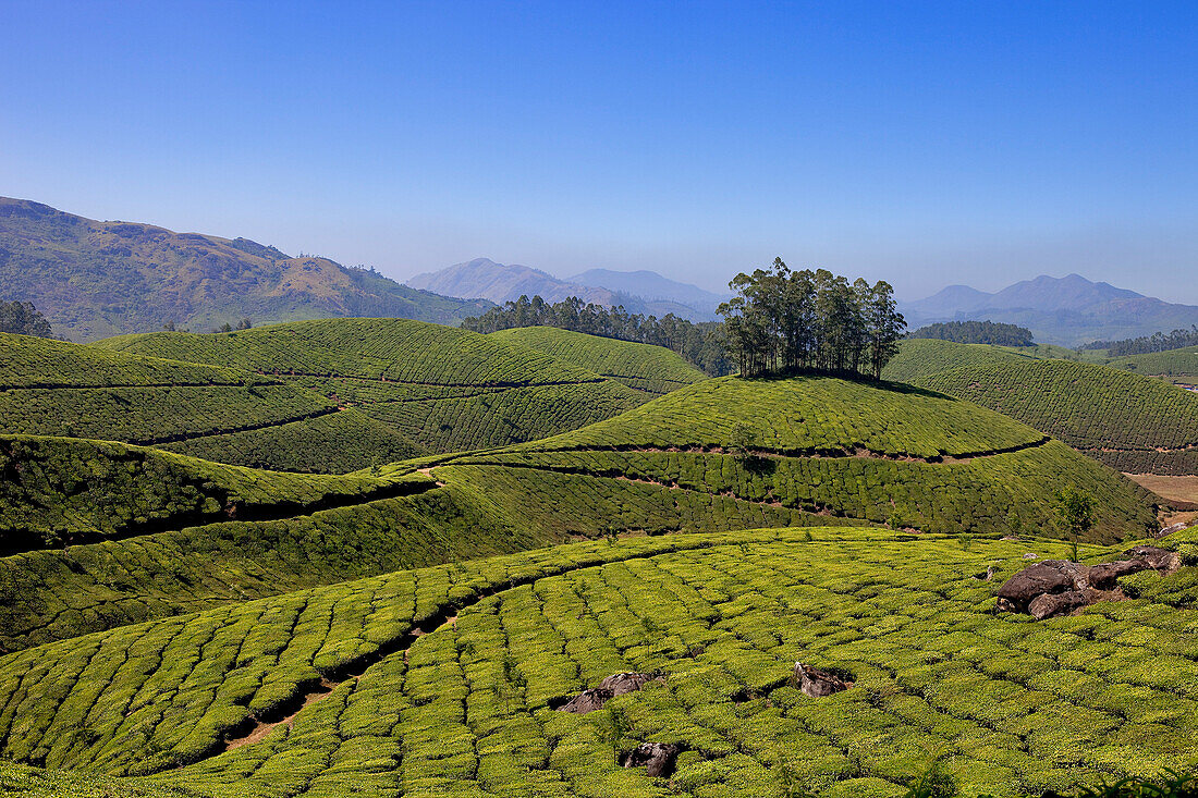 India, Kerala State, Munnar, tea plantations