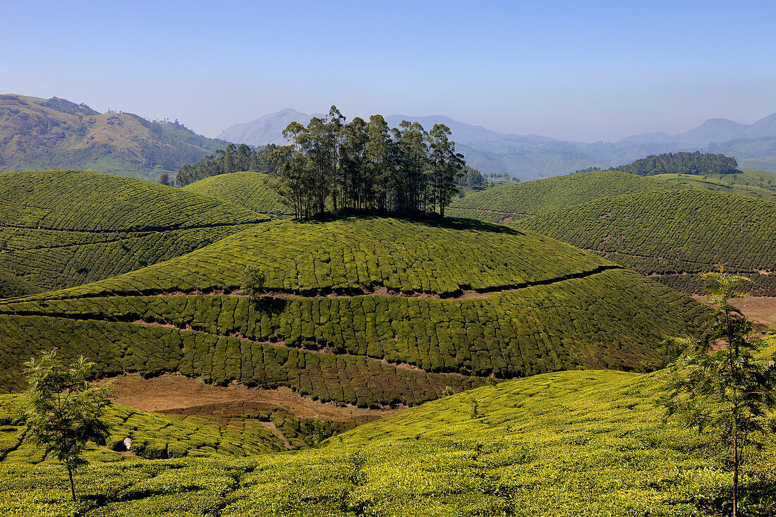 India, Kerala State, Munnar, tea plantations