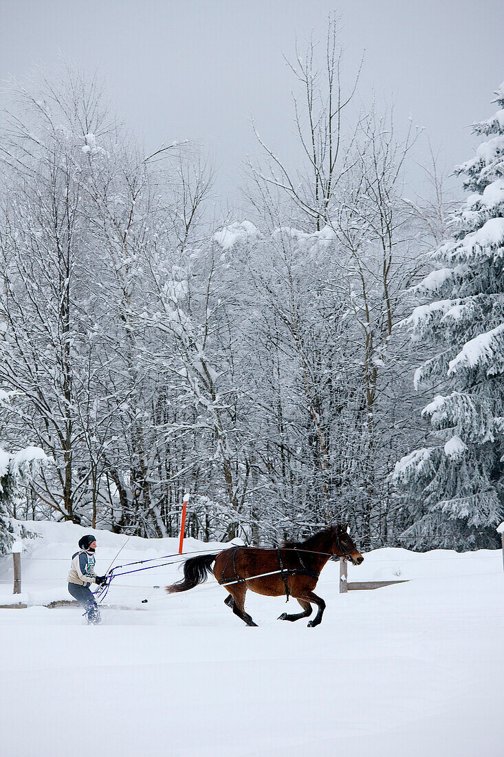 France, Savoie, La Feclaz, Massif des Bauges, Skijoring competition