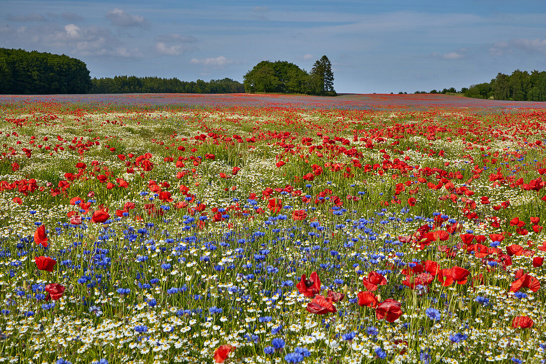 Poppy field near Tribsees, Mecklenburg Vorpommern, Germany