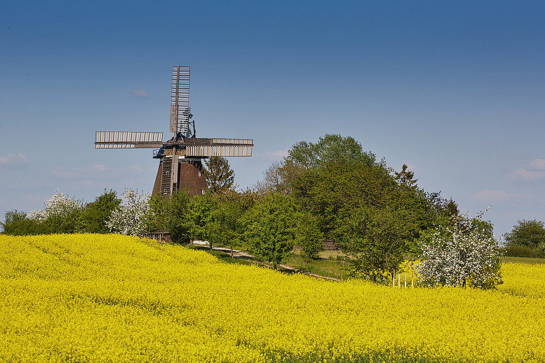 Windmühlen in Woldegk, Mecklenburg Vorpommern, Deutschland