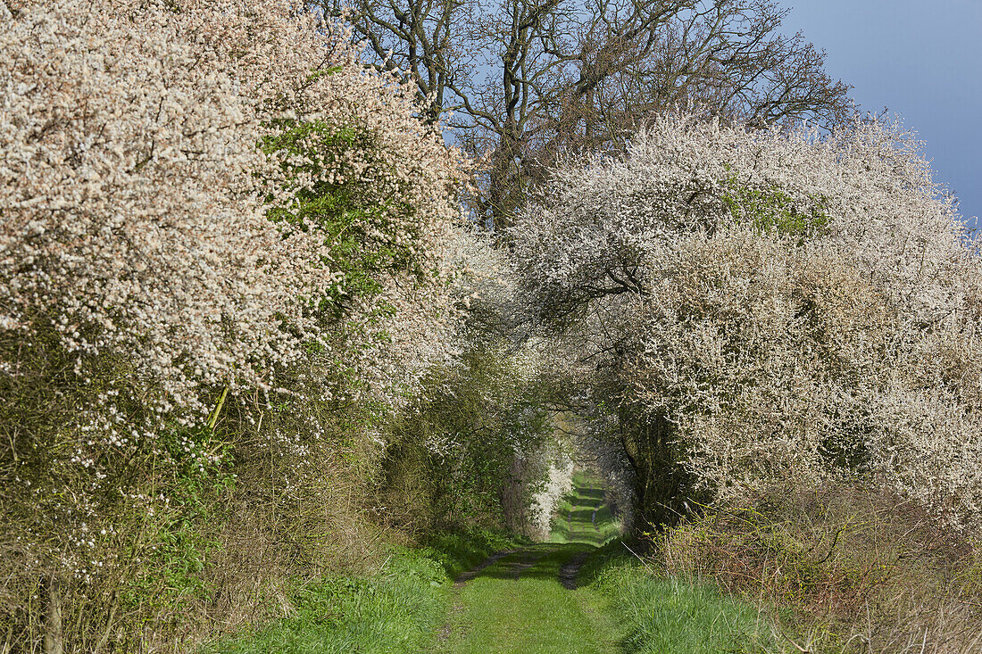 Weg mit Schlehenhecke bei Schwerin, Mecklenburg Vorpommern, Deutschland