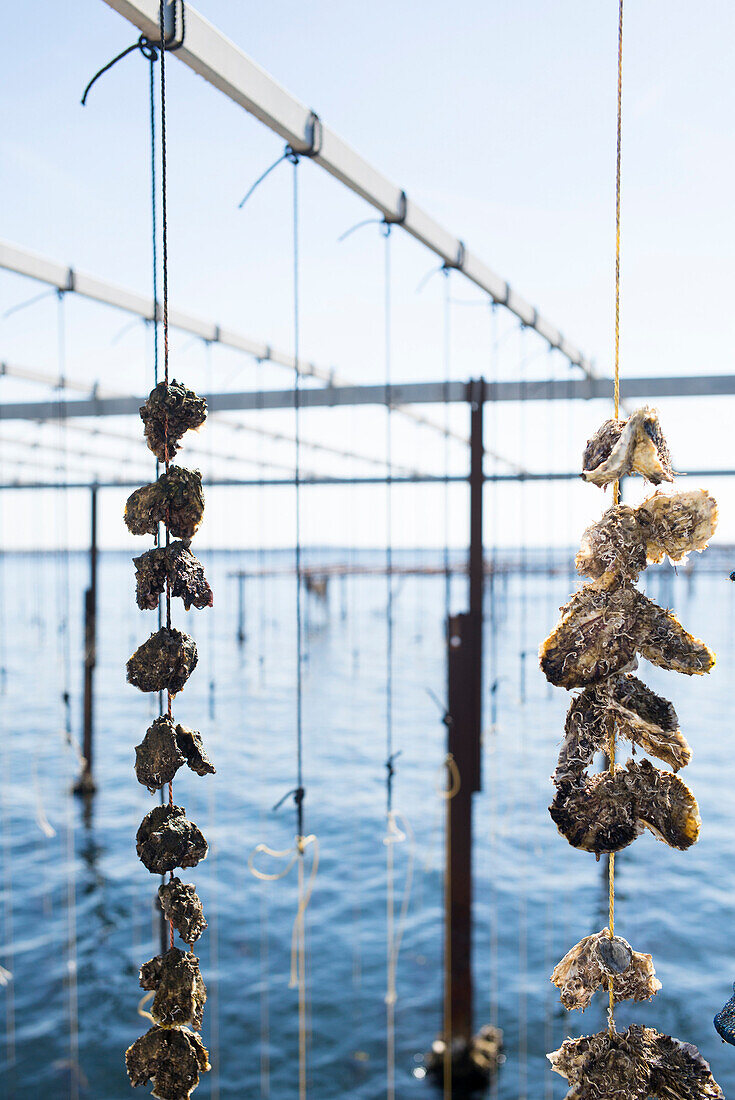 Hanging oysters, Étang de Thau, Bouzigues, Mediterranean Sea, Hérault, Languedoc Roussillon, France