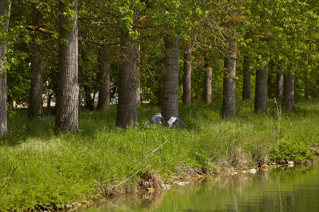 Heron on the Canal de Bourgogne near Brienon , Departement Yonne , Burgundy , France , Europe