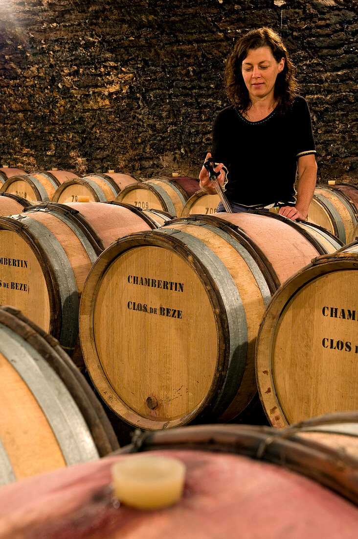 Frankreich, Côte d'Or, Kulturlandschaft von Burgund Klimas als Weltkulturerbe der UNESCO, Route des Grands Crus (Weinstraße), Gevrey Chambertin, Keller von Domaine Drouhin Laroze Wein Immobilien