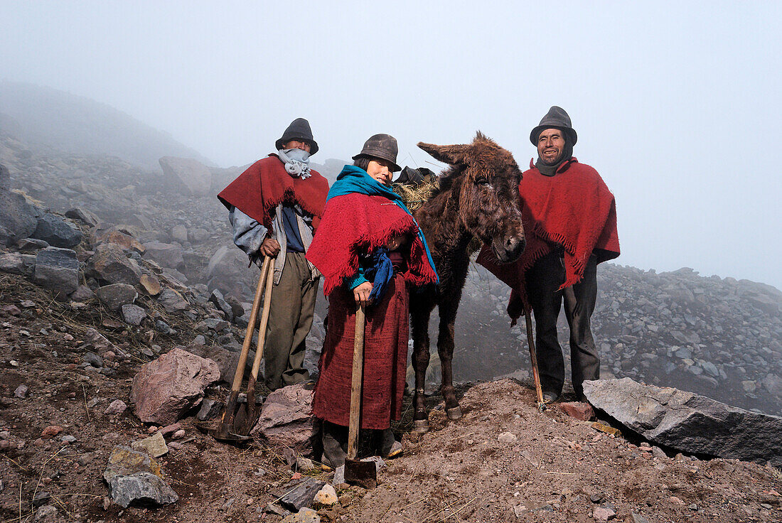 Ecuador, Chimborazo Province, Andes, Chimborazo volcano, 4600 m high, the Hieleros travel on donkey's back with blocks of 50 kg of ice