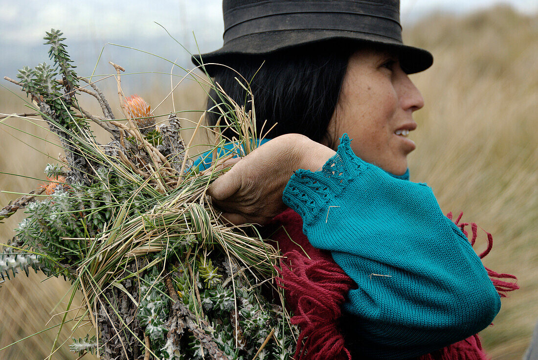 Ecuador, Provinz Chimborazo, Anden, Vulkan Chimborazo, sammeln Heilpflanzen auf der Seite der Sierra