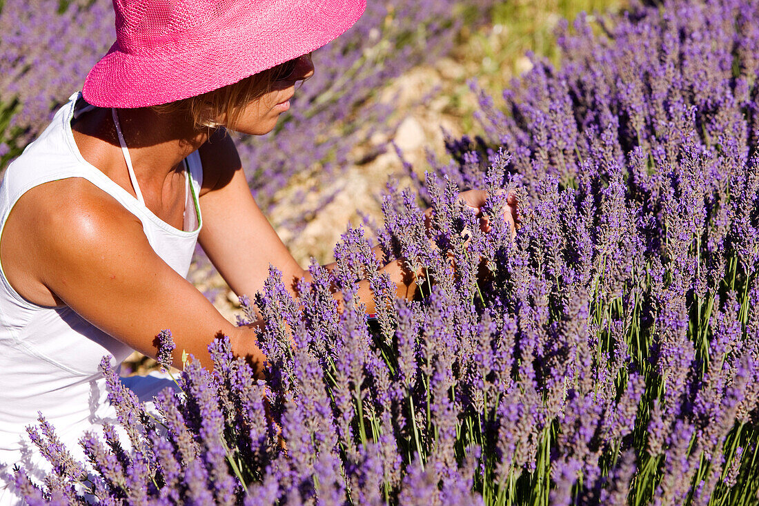 France, Vaucluse, Sault, lavender fields