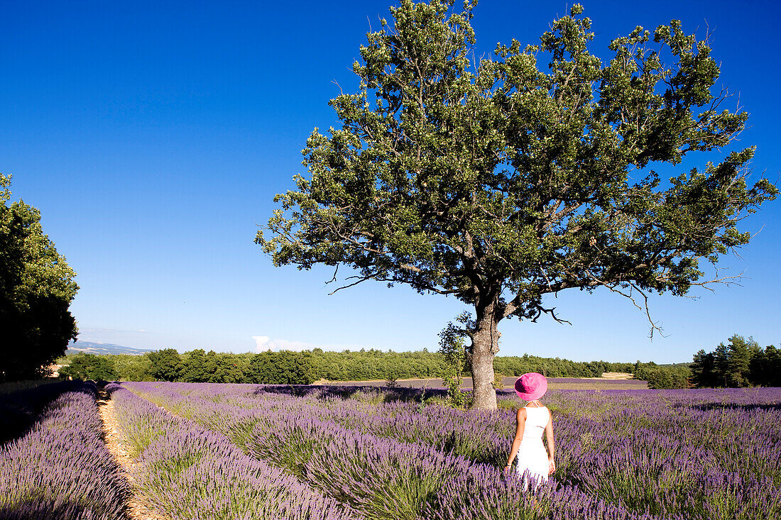 Frankreich, Vaucluse, Sault, Lavendelfelder