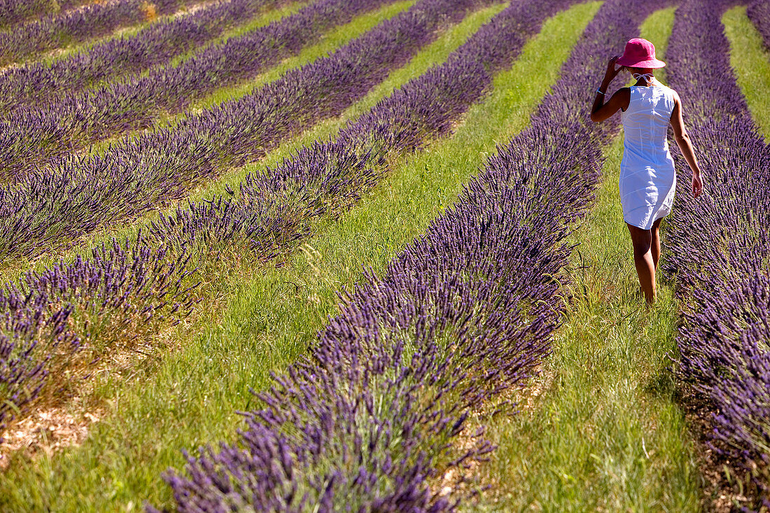 France, Vaucluse, Sault, lavender fields