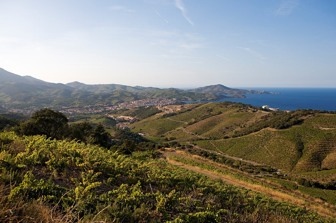 Frankreich, Pyrénées Orientales, Côte Vermeille (The Ruby Coast), Banyuls sur Mer, Banyuls Collioure Weinberg