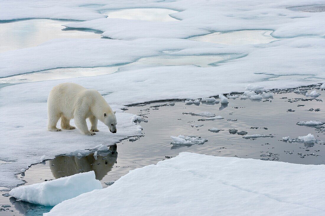 A polar bear (Ursus maritimus) is standing on the pack ice north of Svalbard, Norway