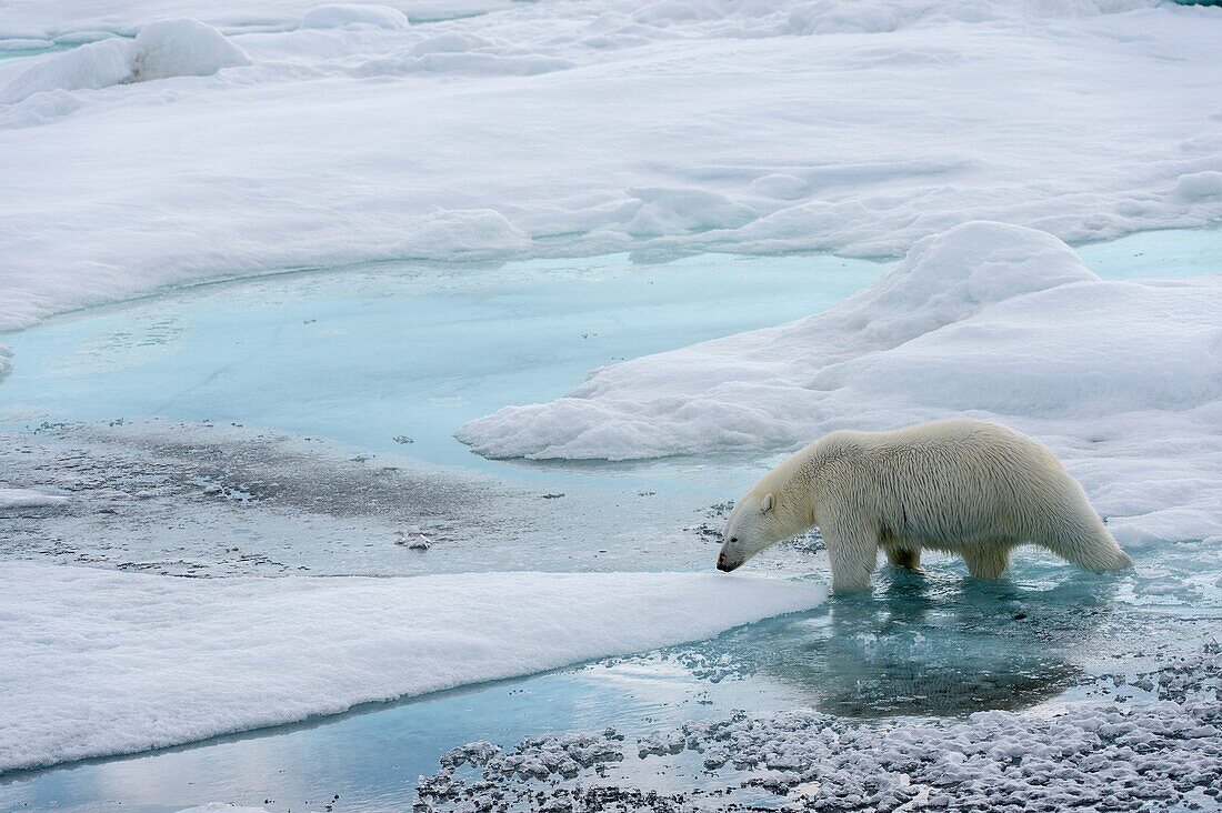 A polar bear (Ursus maritimus) is walking over the pack ice north of Svalbard, Norway