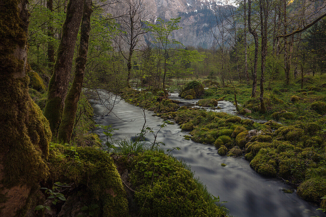 Forest on Obersee, Koenigssee, Berchtesgaden, Bavaria, Germany.