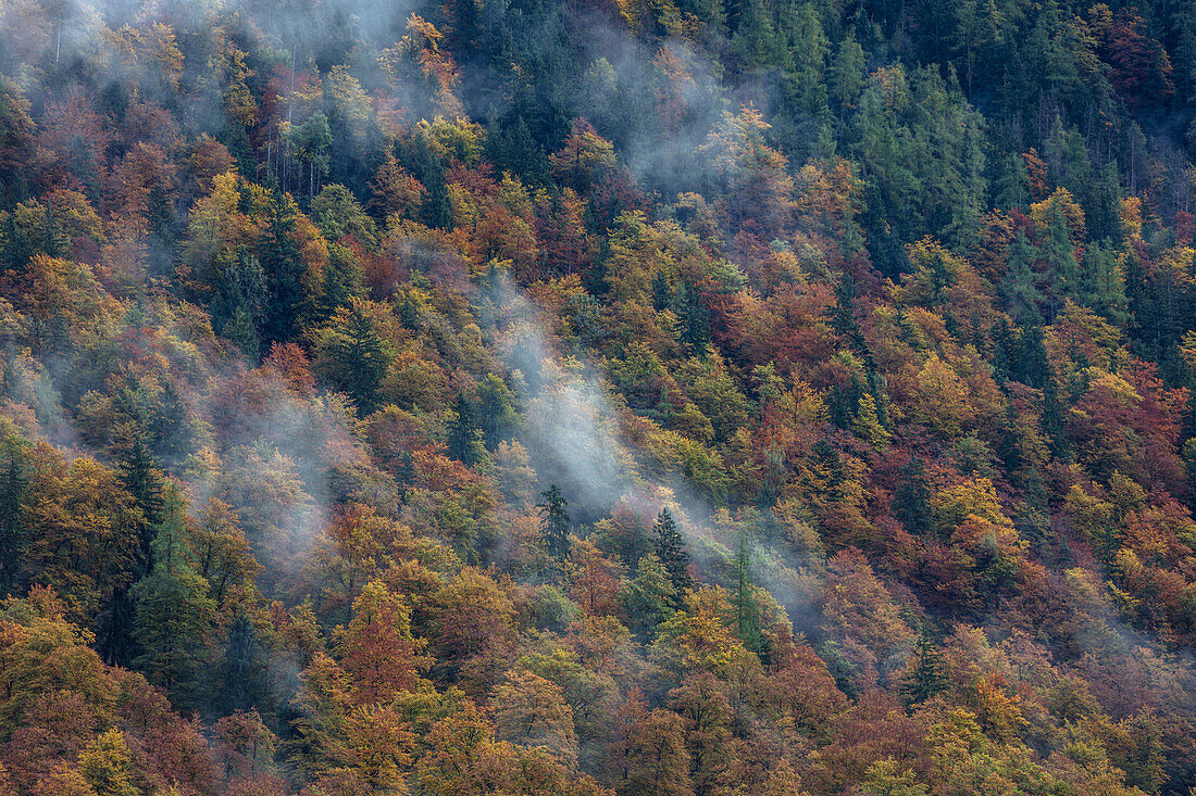 Autumn Forest on the Watzmann, Berchtesgaden, Bayern, Germany.