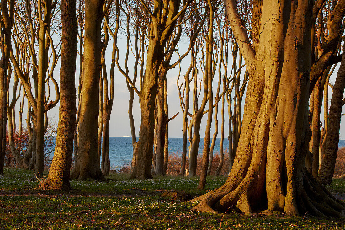 Buchenwald on the east coast in Nienhagen, Mecklenburg Vorpommern, Germany