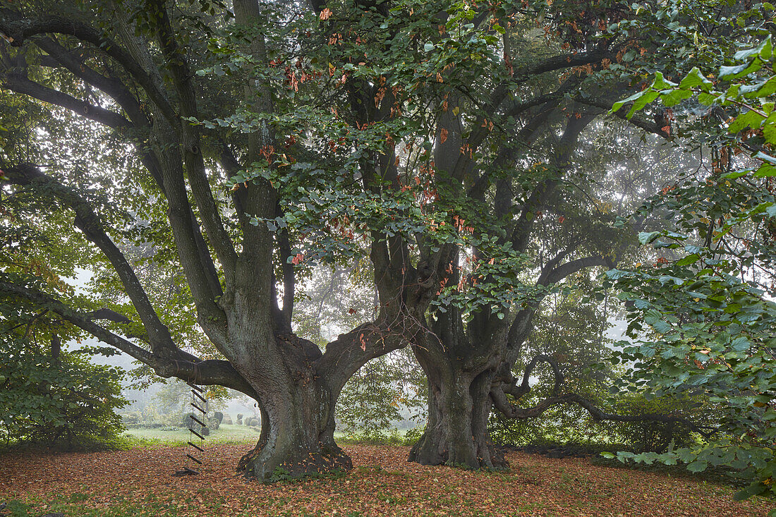 Sommerlinden near Grossbruetz, Mecklenburg Vorpommern, Germany