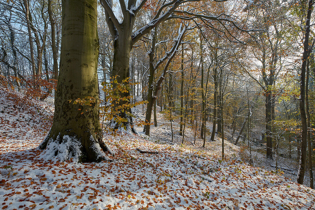 Buchenwald im Quellental bei Bad Doberan, Mecklenburg Vorpommern, Deutschland