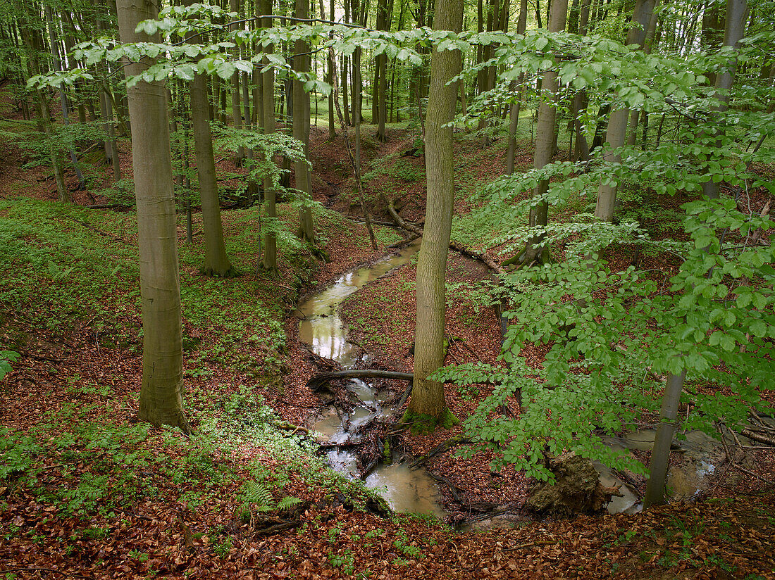 Kerbtaeler near Utecht, biosphere reserve Schaalsee, Mecklenburg Vorpommern, Germany