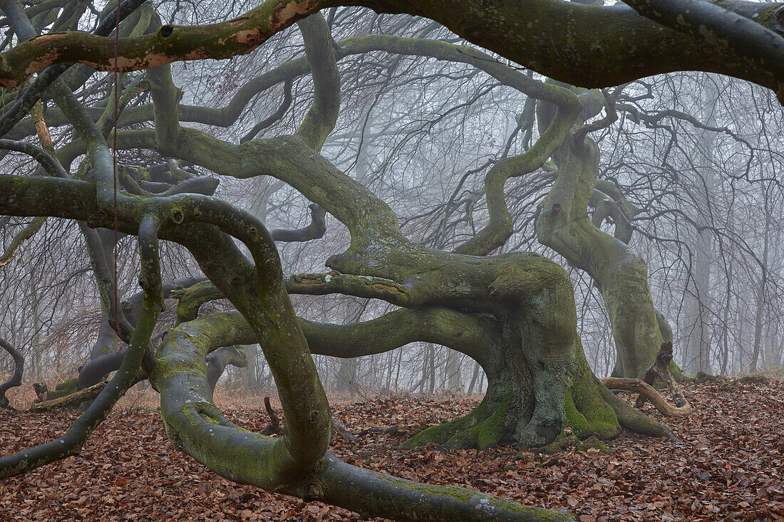 Suentelbuchen in the Waldpark Semper, Insel Ruegen, Mecklenburg Vorpommern, Germany