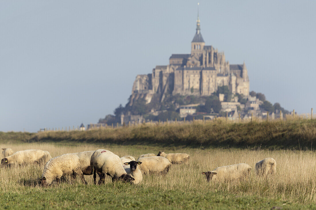 Schafe weiden von Mont Saint Michel, Bretagne, Frankreich