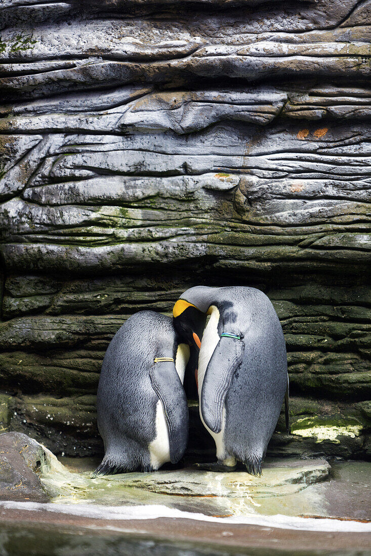 Océanopolis seaquarium, Brest, Bretagne, France