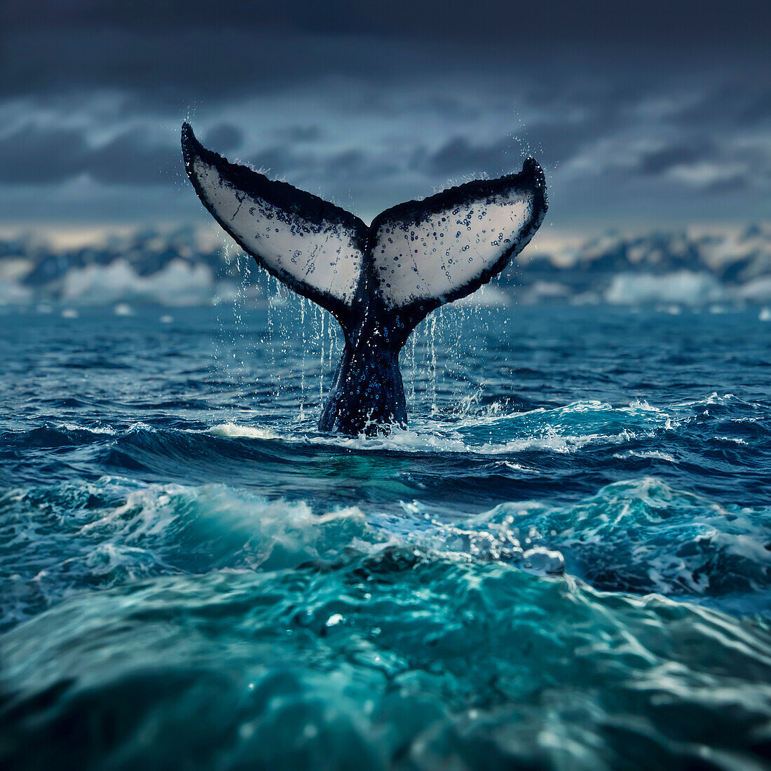 Humpback whale fluke, Antarctic Peninsula   Antarctica