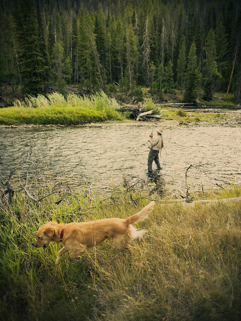 A fly fisherman heaves on a fish in the Salmon River in Idaho.