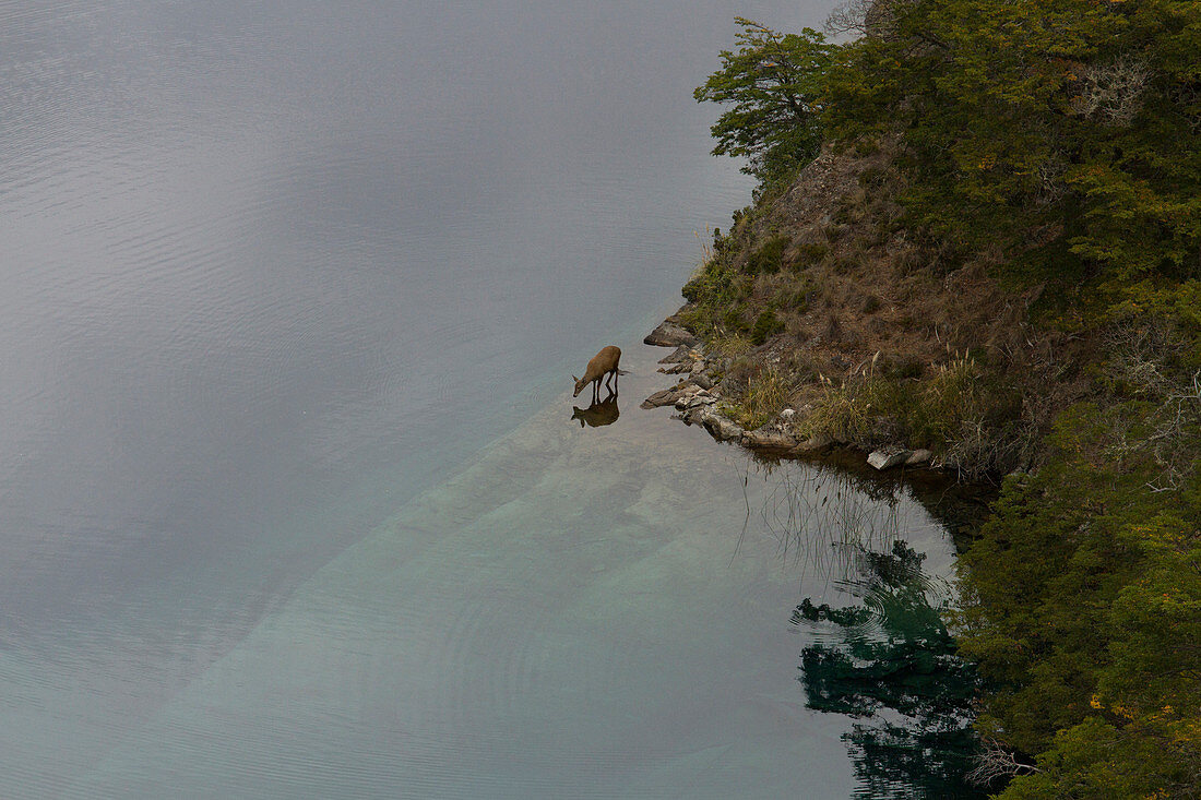 A young Huemul walks to the edge of a small peninsula to take a drink in Patagonia, Chile.