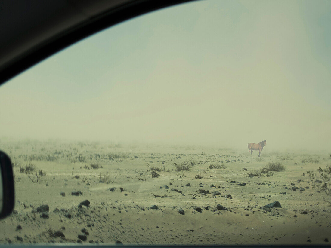 A horse stands outside a car window in a barren desert environment.