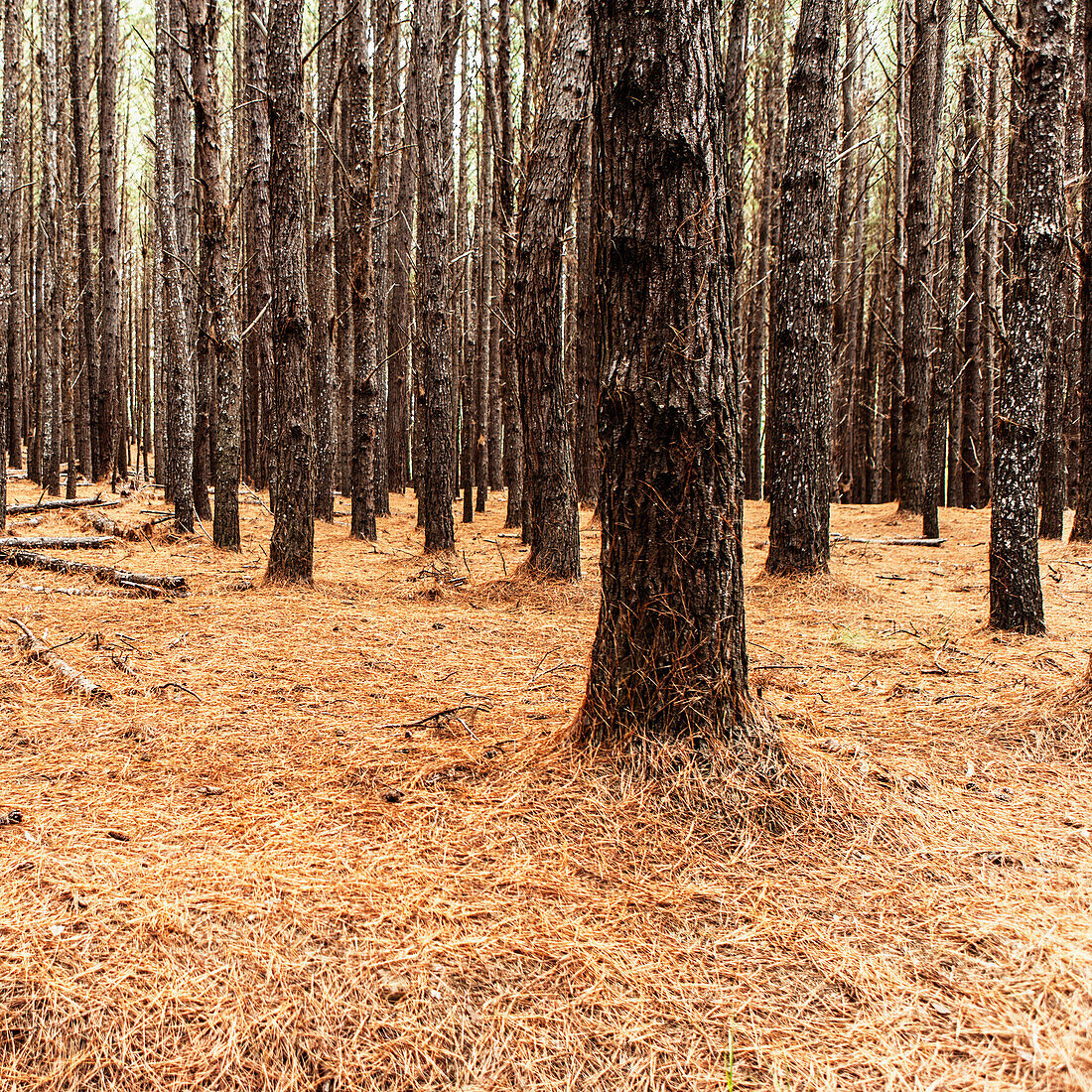 Pine tree forest on the island of Maui, Hawaii.