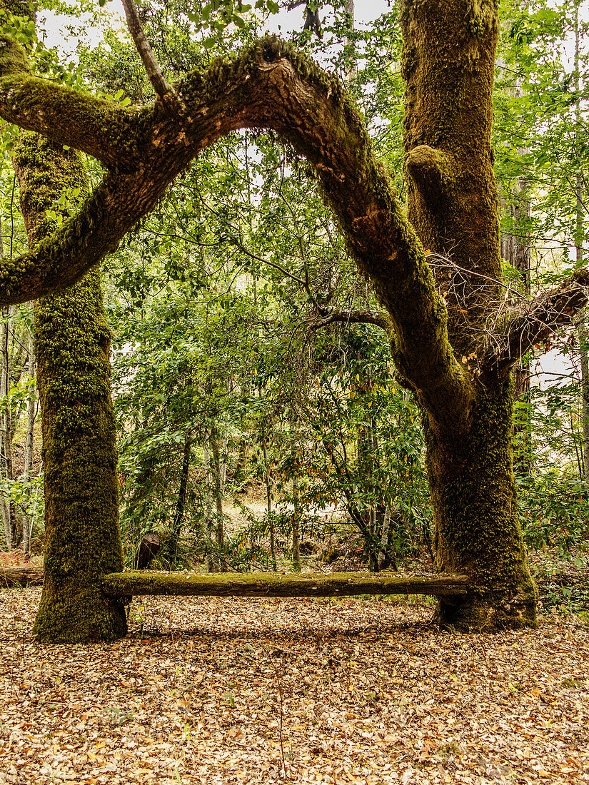 A wooden bench between two trees at the Tom King Campground in the Austin Creek State Recreation Area in Guerneville, California.