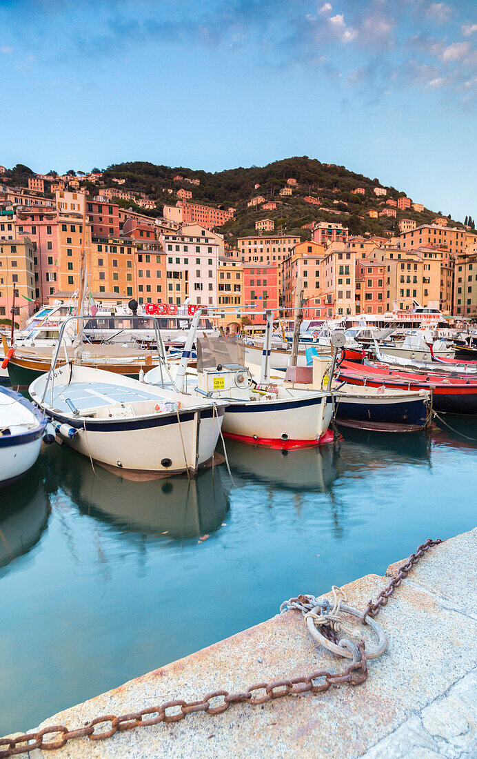 Sunset frames harbour and fishing village of Camogli, Gulf of Paradise, Portofino National Park, Genoa province, Liguria, Italy, Europe