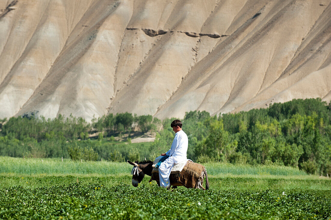 Local transportation, a boy goes to market through potato fields, Bamiyan Province, Afghanistan, Asia
