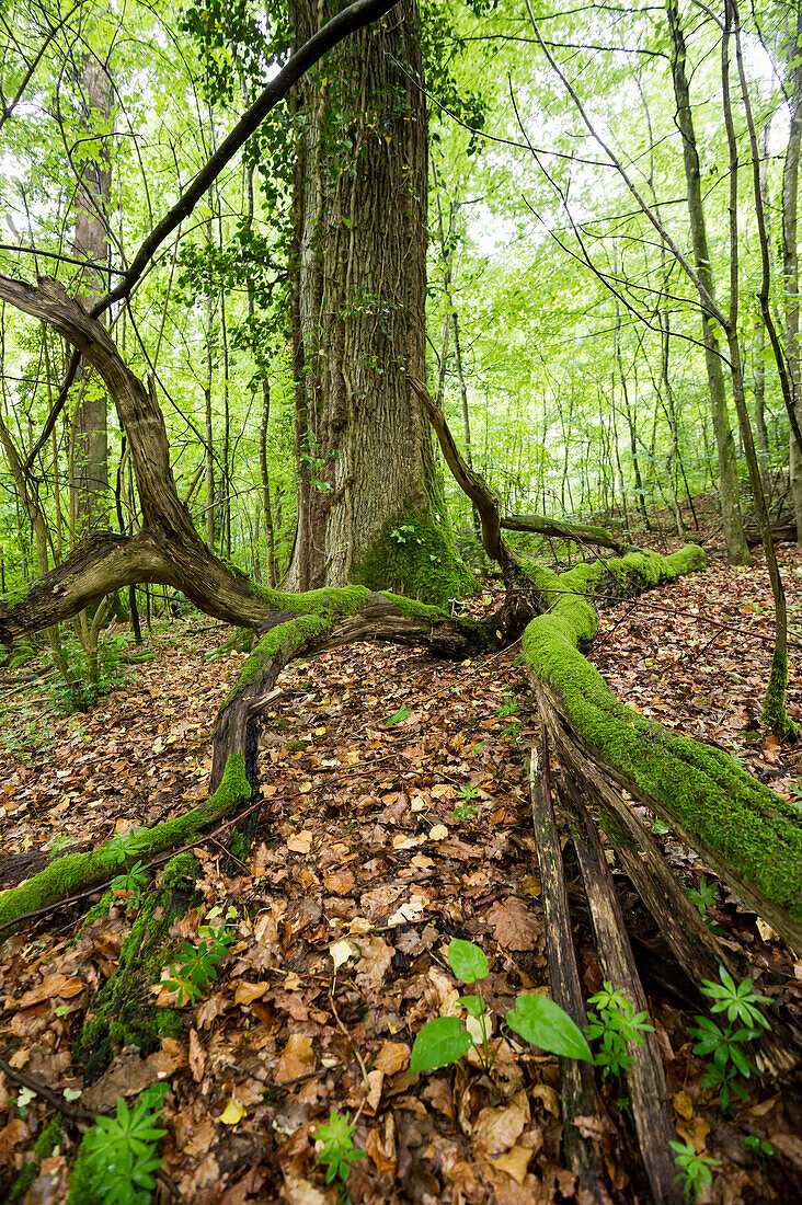 Mischwald, Emmendingen, Baden-Württemberg, Deutschland