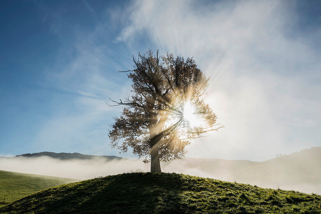 Oak tree (Quercus) with autumnal foliage, backlit with fog, Schauinsland, Baden-Wuerttemberg, Germany