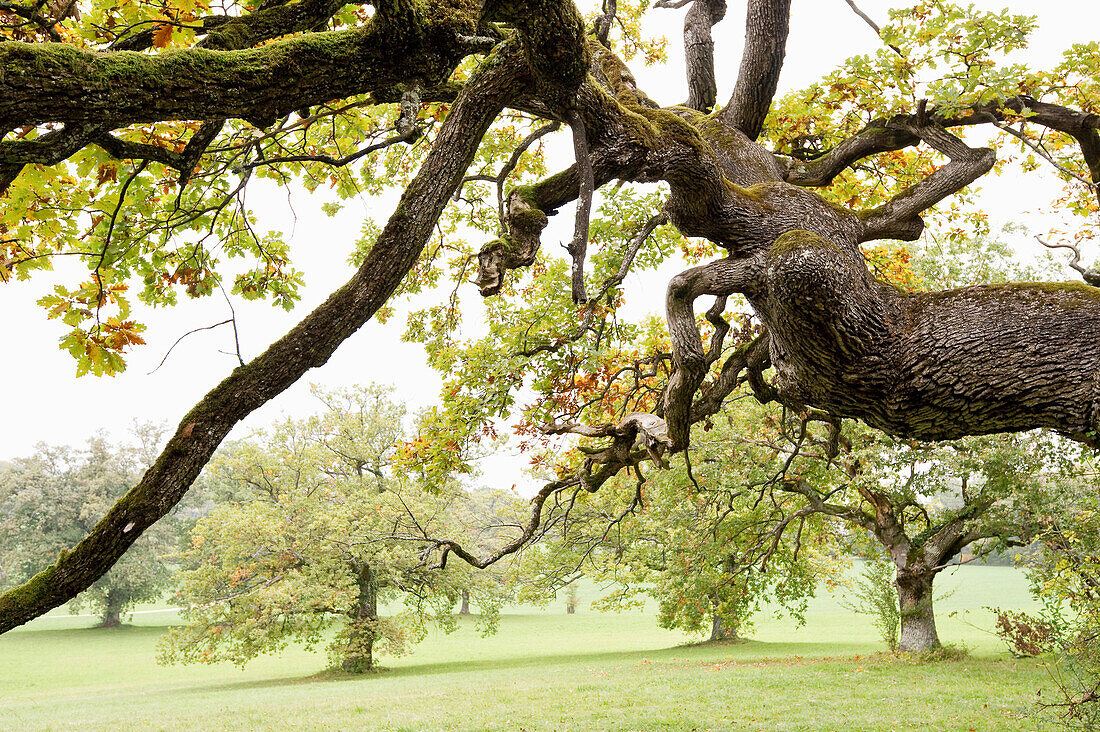 Ancient oak, near Liestal, Canton Basel, Switzerland