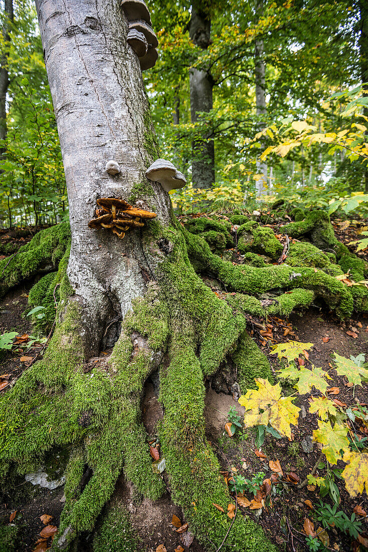 Mossy tree trunk, sycamore or sycamore maple (Acer pseudoplatanus), Berchtesgaden National Park, Berchtesgadener Land district, Upper Bavaria, Bavaria, Germany