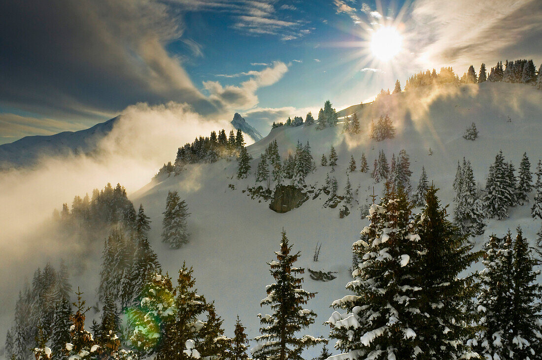 Wintry panoramic view of the Alps and fir trees, Flaine, France
