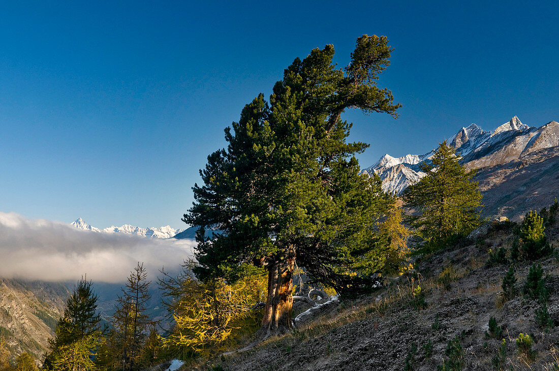 Zirbelkiefer (Pinus Cembra), Zermatt, Kanton Wallis, Schweiz