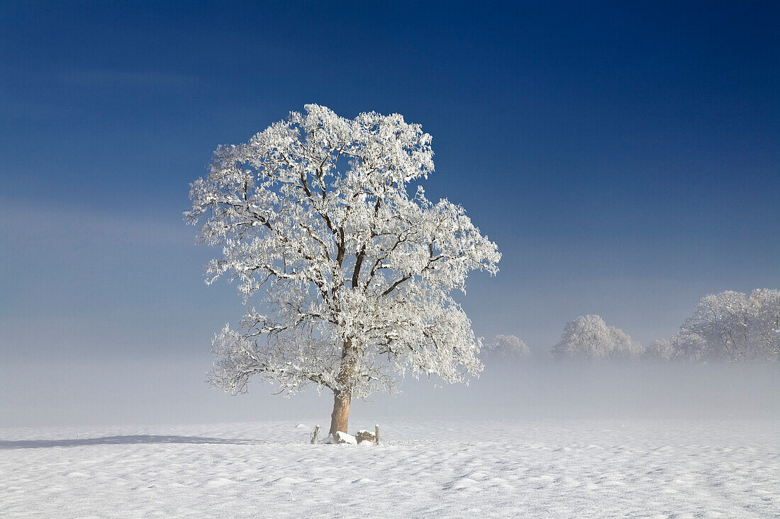 Esche in Winterlandschaft, Fraxinuns excelsior, Oberbayern, Deutschland