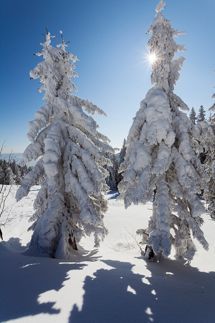 snowcovered spruce, Picea abies, Winterscenery on Arber Mountain, Bavaria, Germany, Europe