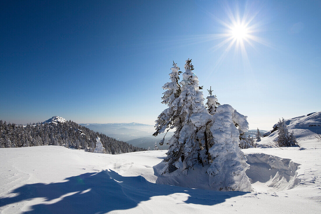 snow covered spruce, Picea abies, Great Arber mountain, Bavarian Forest, Bayerisch Eisenstein, Lower Bavaria, Germany, Europe